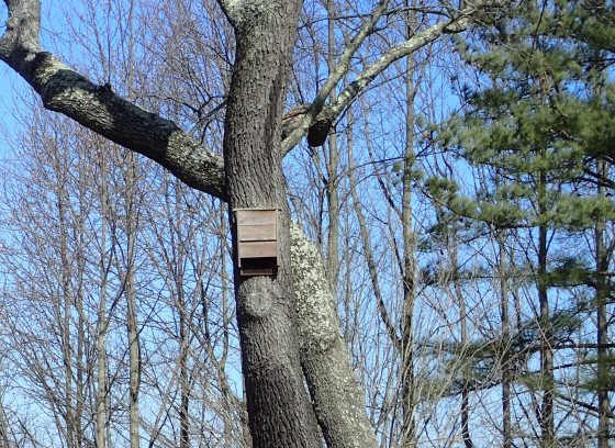 A tall tree in a winter landscape with a bat house nailed to the trunk.