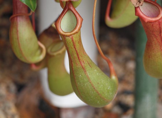A collection of tropical pitcher plants