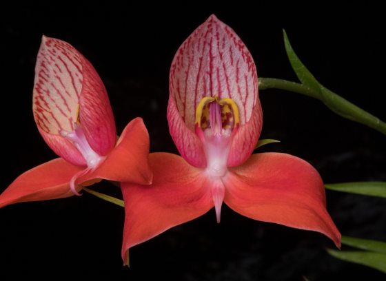 Two coral-colored orchids at the end of graceful green stems against a black background.