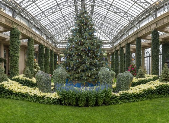 A large Christmas tree set inside a  decorated conservatory and flanked by white poinsettias.