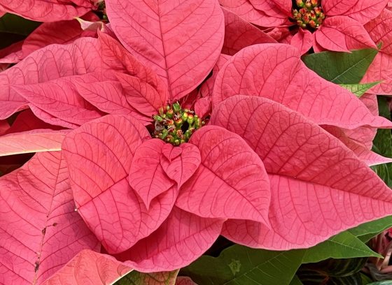 A close up of a cluser of red pointsettia. 
