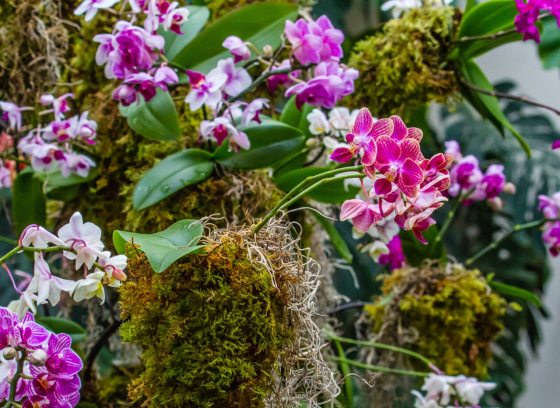 A bunch of purple anc white orchids hanging in moss structures. 