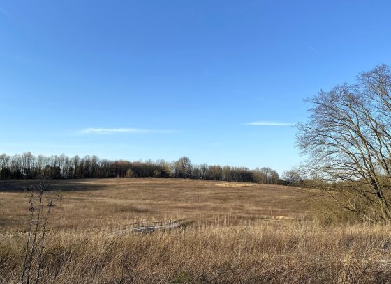 A wide angle vista of a meadow garden in early spring. 