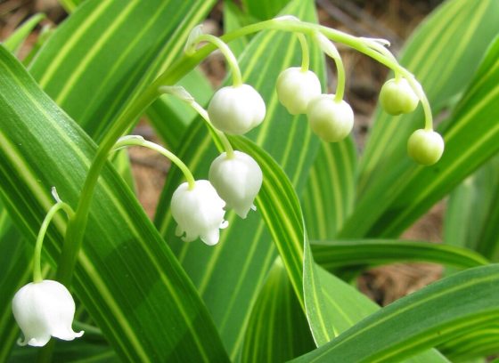 A close up of a lily of the valley plant, with long bright green leaves, and white bell shaped flowers.