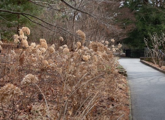 A winter scene in a garden, featuring a paved path, and tall dried grasses. 