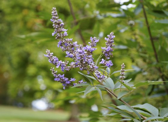 A close up of a flowering branch of a chaste tree.