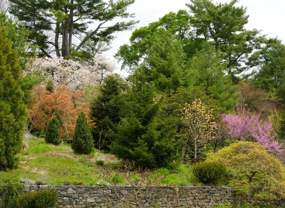 A wide angle shot of confiers and evergreens growing in the Hillside Garden at Longwood.