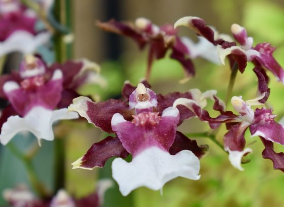 A macro shot of an orchid, featuring deep purple and white petals against a blurred green background.