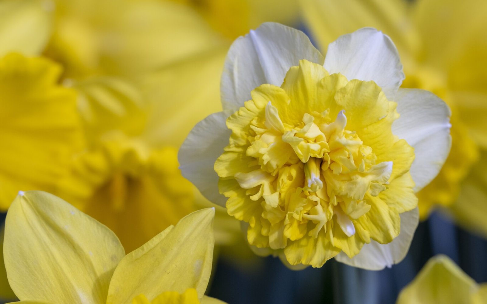 Spring Blooms | Longwood Gardens