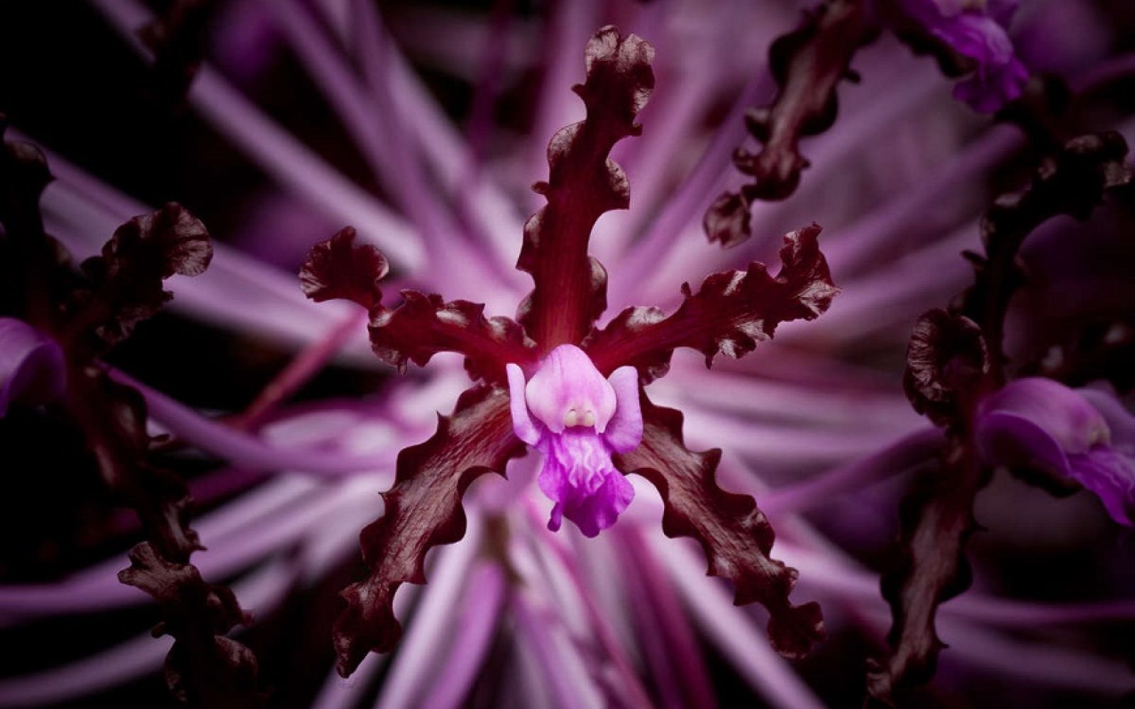 Specimens of Beauty Longwood Gardens