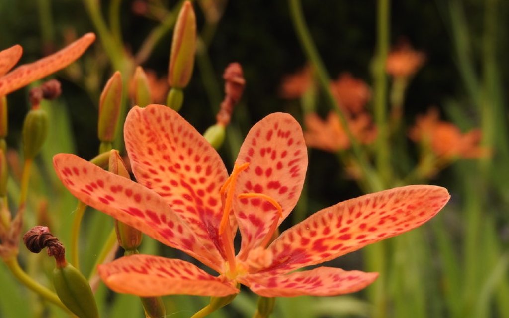 Explore Longwood Gardens | Longwood Gardens