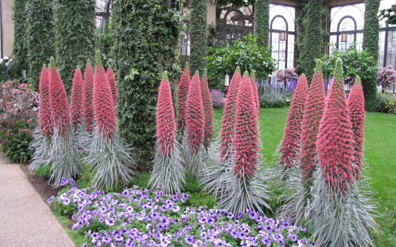 tall and red Echium wildpretii surrounded by a bed of purple flowers 