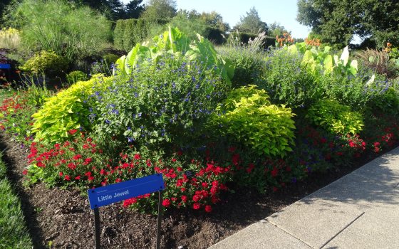 garden plot with large green leaves, short red flowers, and blue sign