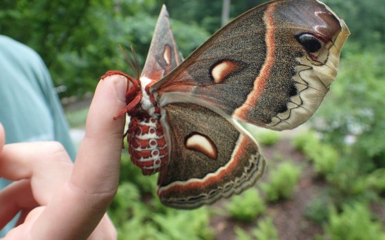 A large brown and orange cecropia moth on a hand 