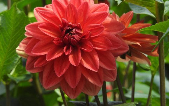 close up of large red dahlia
