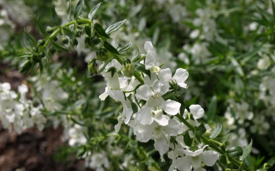 long, thin flower spike is covered in small, white flowers