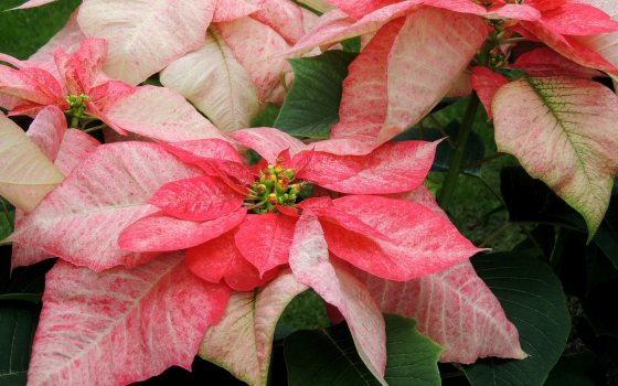 group of light pink colored poinsettias