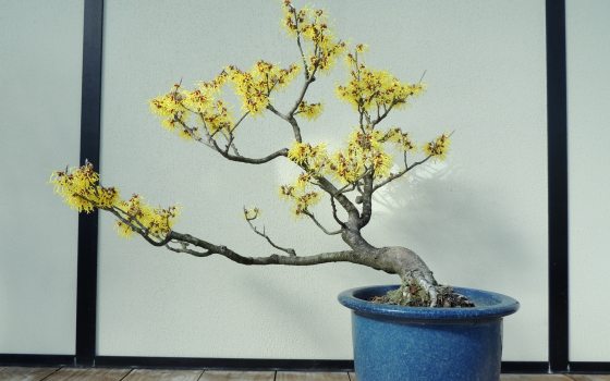 medium sized witch hazel bonsai tree with bright yellow buds