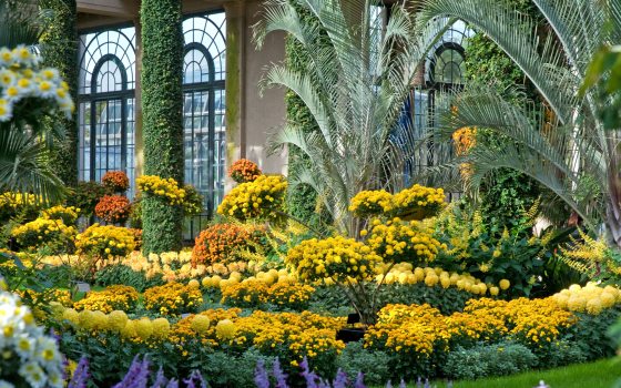 yellow and orange chrysanthemums surrounded by green vegetation 