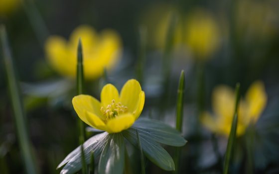 close up image of a yellow winter aconite flower