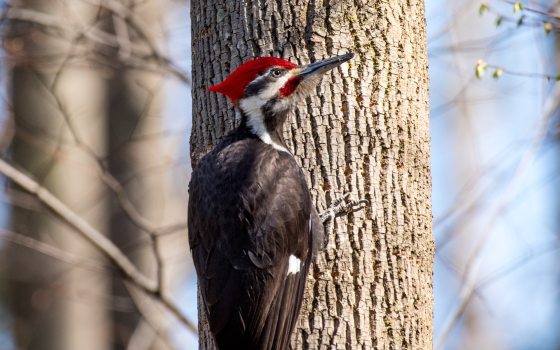 a Pileated Woodpecker on a tree 