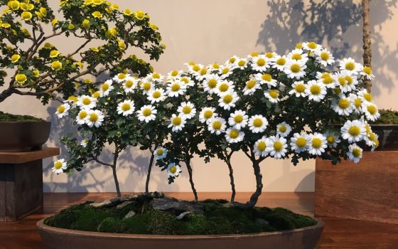 a medium sized chrysanthemum bonsai tree in full bloom with yellow and white flowers