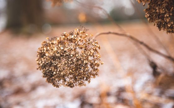 Close up of dried Hydrangea flowers in the winter