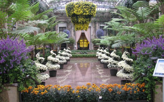 A wide view of our chrysanthemum festival