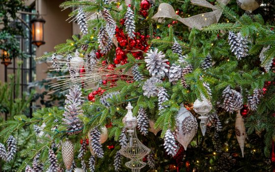 A close up of a Christmas tree with white pine cones, gold and red ornaments, and gold decorations