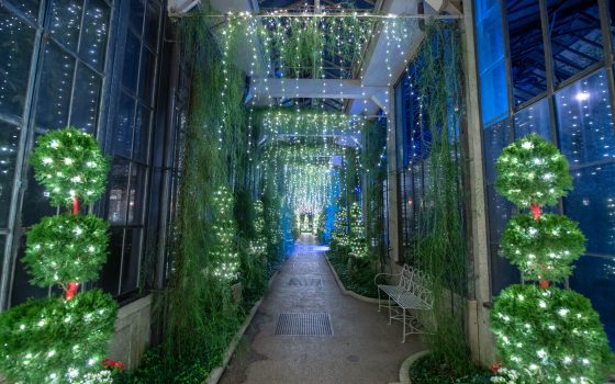 tall shrubs decorated in white lights line the walls of a corridor
