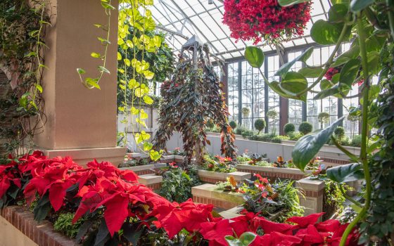 A whimsical display of plants along a pyramid structure behind a row of red poinsettas