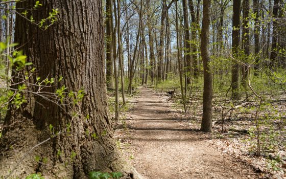 A dirt path winds through tall trees with small green leaves starting to grow during spring