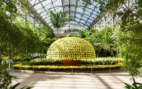 A large chrysanthemum plant of 1000 blooms is in a conservatory surrounded by green plants