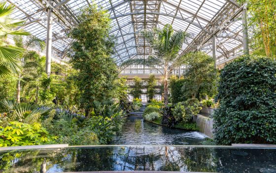 Green plants ranging from tall palms to lower bushes surround an indoor water feature under a glass conservatory