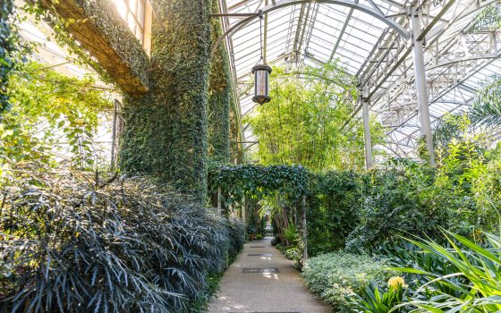 Sun. streams through the glass ceiling of a conservatory on a pathway lined with green bushes and tall plans with a hanging lamp