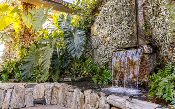 A small waterfall empties into an indoor pool surrounded by large green tropical plants
