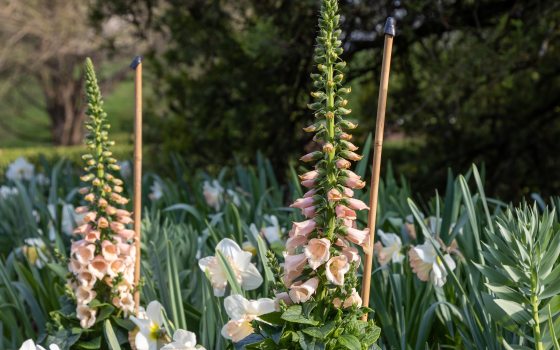 landscape image of a garden bed with two foxglove plants that are half in bloom