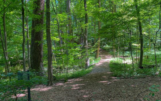 A dirt path lead into a bright green forest of trees