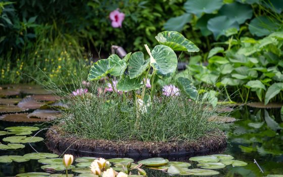 water lily display in the pond with surrounding plants