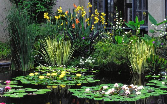 waterlilies with tall grass and yellow cannas in background