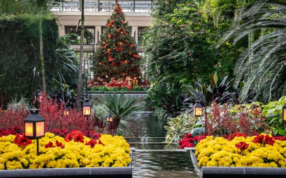 A Christmas tree of red lights is seen over a small water feature lined with red and yellow plants in a glass conservatory