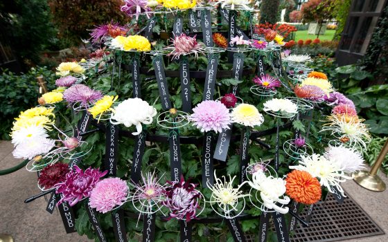 rows of multicolored chrysanthemums with black tags stating the plant names 