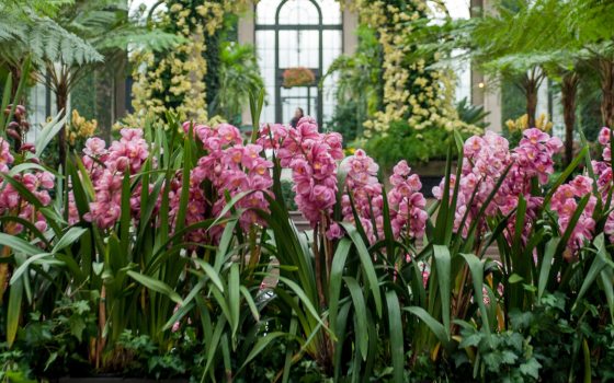 tall pink orchids with a green and yellow orchid arch in the background 