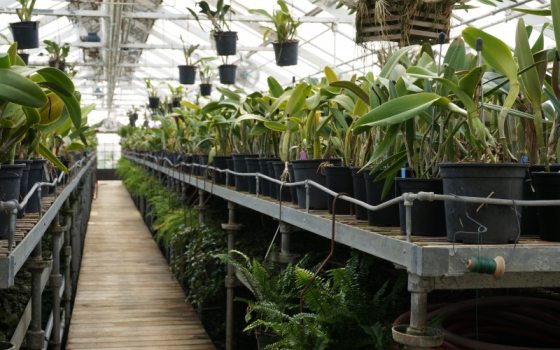 rows of green orchids in a greenhouse 