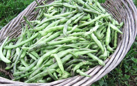 green beans in a basket 