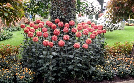 tall and red mums 