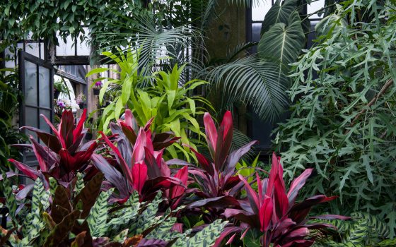 tropical plants inside Longwood's Tropical Terrace 