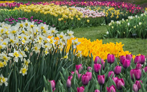 Thousands of tulips and daffodils fill a garden space. 