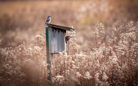 A small blue bird sits atop a wooden bird house in the middle of a light gold meadow bed of plants