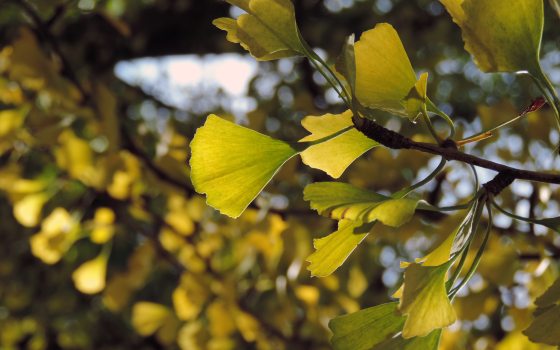 close up of a yellow gingko leaves